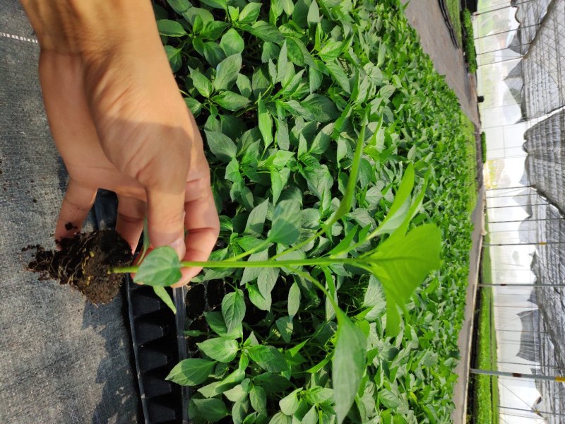 市场热销各种优质辣椒苗，现已大量上市，欢迎各界人士订购