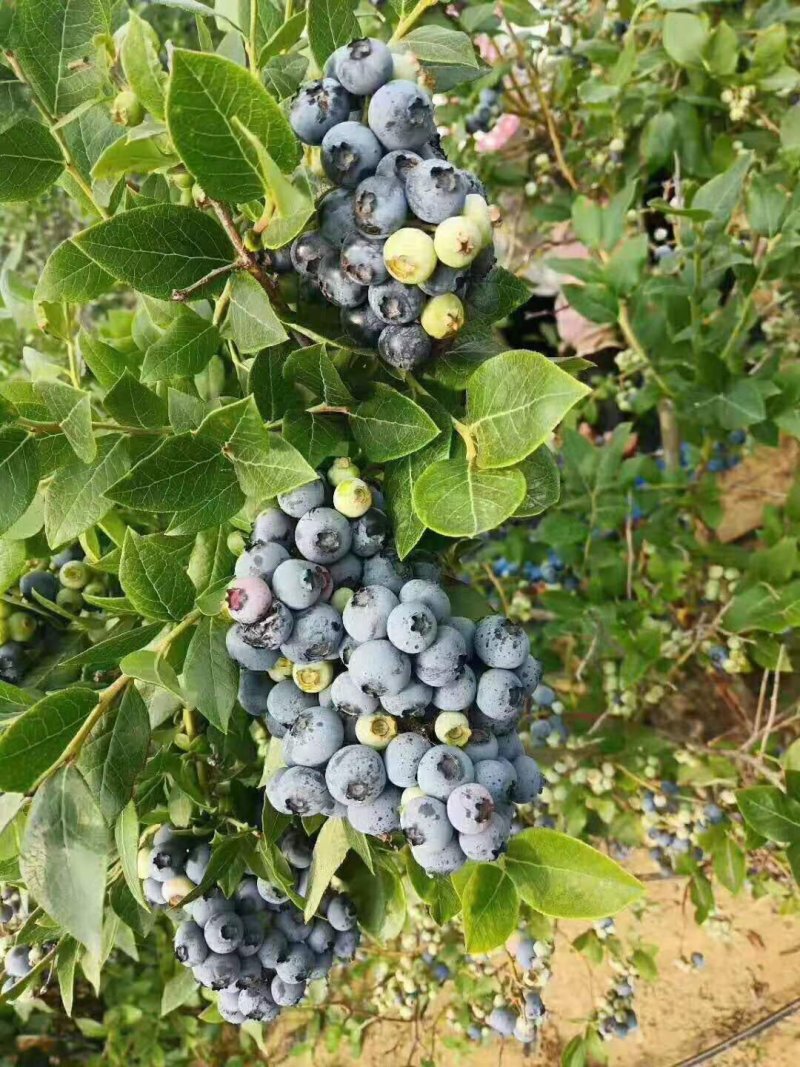 蓝莓苗莱克西薄雾杯苗土球苗