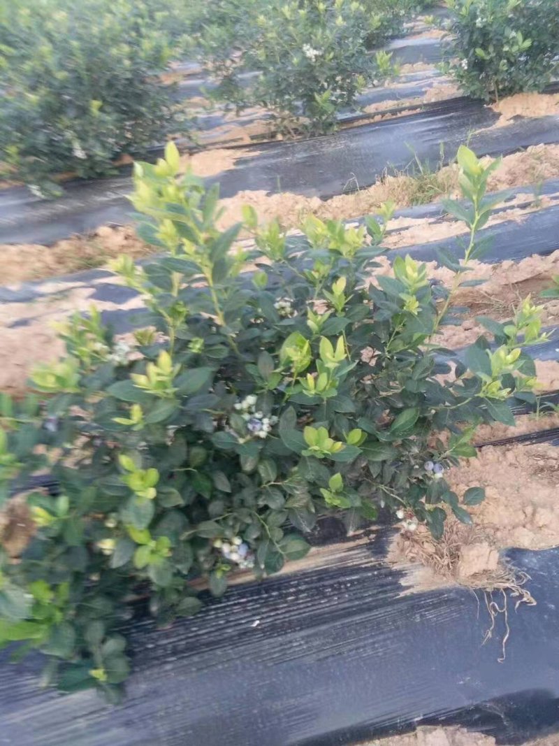 蓝莓苗莱克西薄雾杯苗土球苗