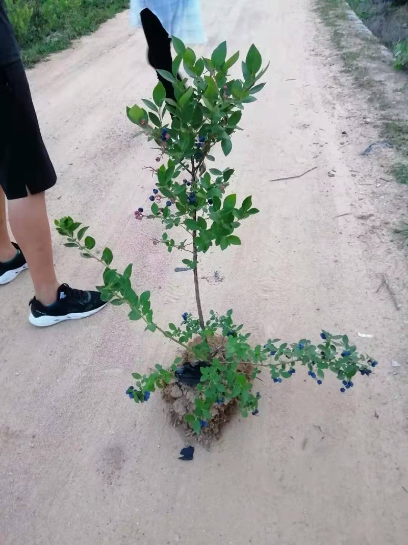 蓝莓苗莱克西薄雾杯苗土球苗