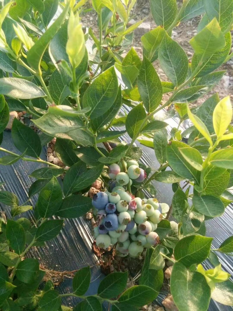 蓝莓苗莱克西薄雾杯苗土球苗