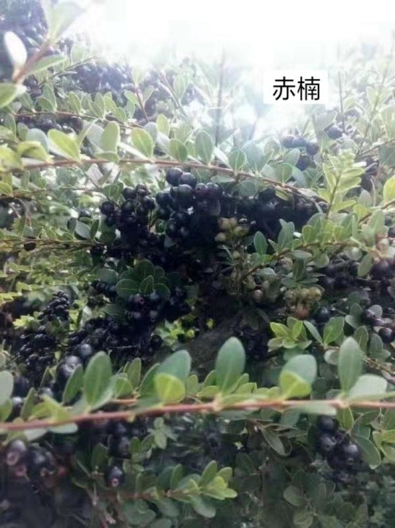 家庭盆景赤楠香藤果等苗木批发零售