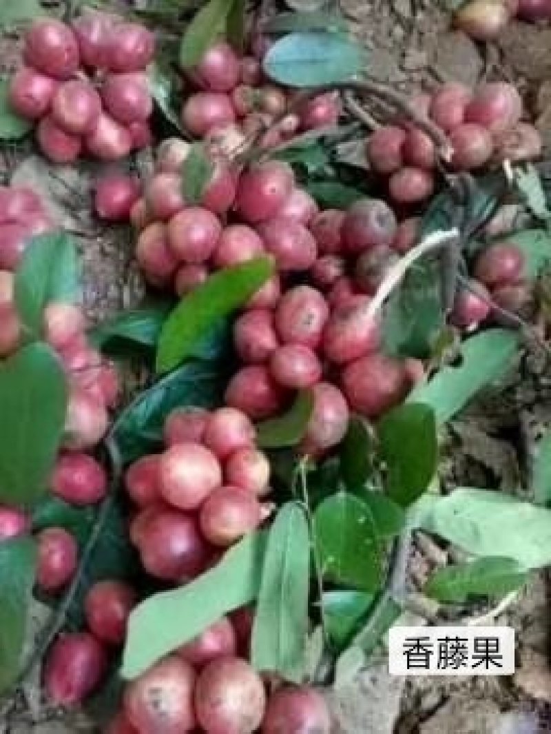 家庭盆景赤楠香藤果等苗木批发零售