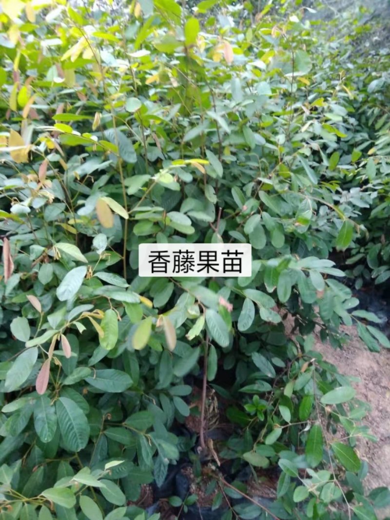 家庭盆景赤楠香藤果等苗木批发零售