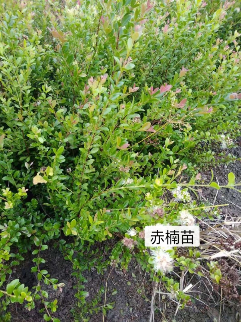 家庭盆景赤楠香藤果等苗木批发零售