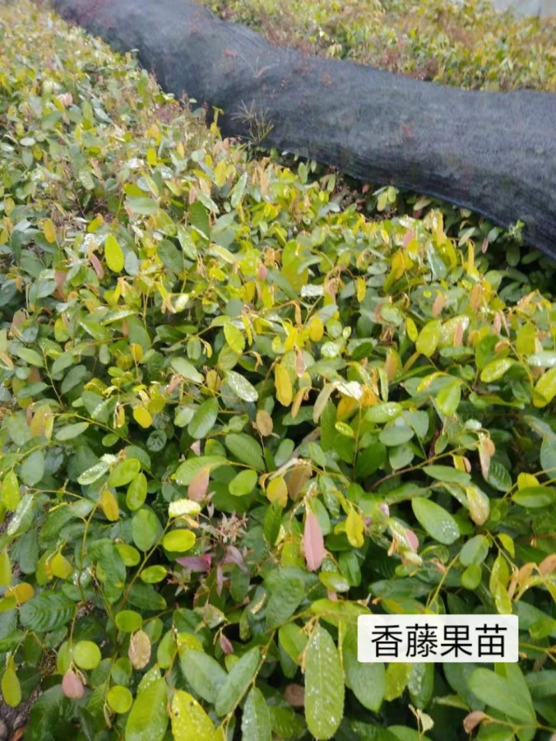 家庭盆景赤楠香藤果等苗木批发零售