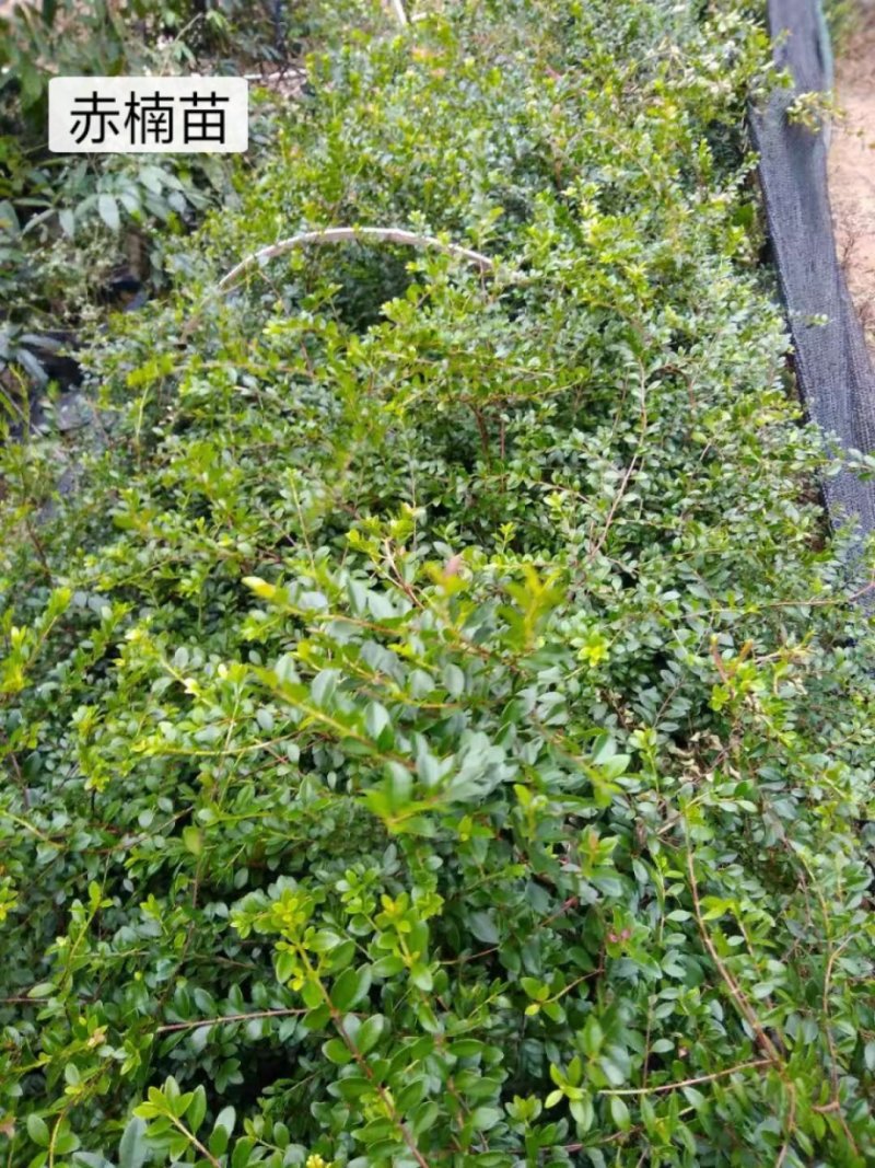家庭盆景赤楠香藤果等苗木批发零售