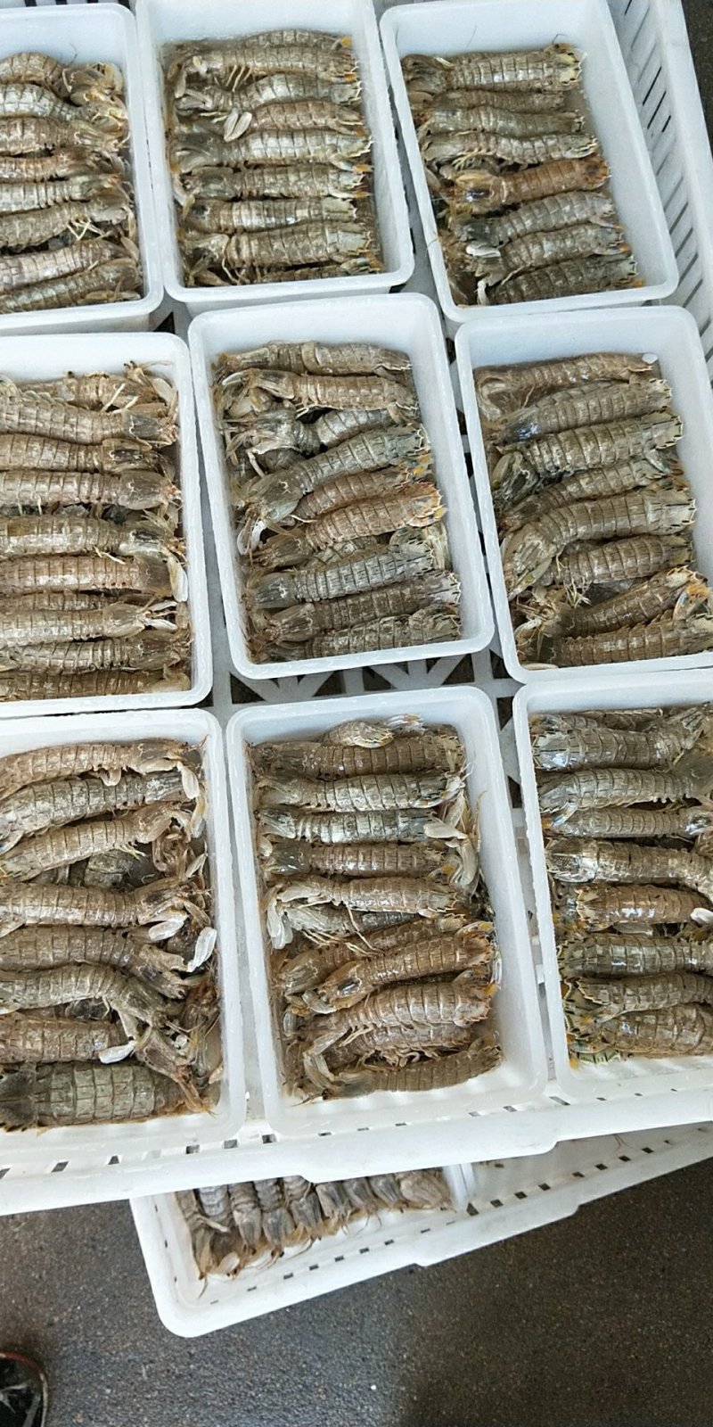 鲜活速冻皮皮虾虾爬子虾姑