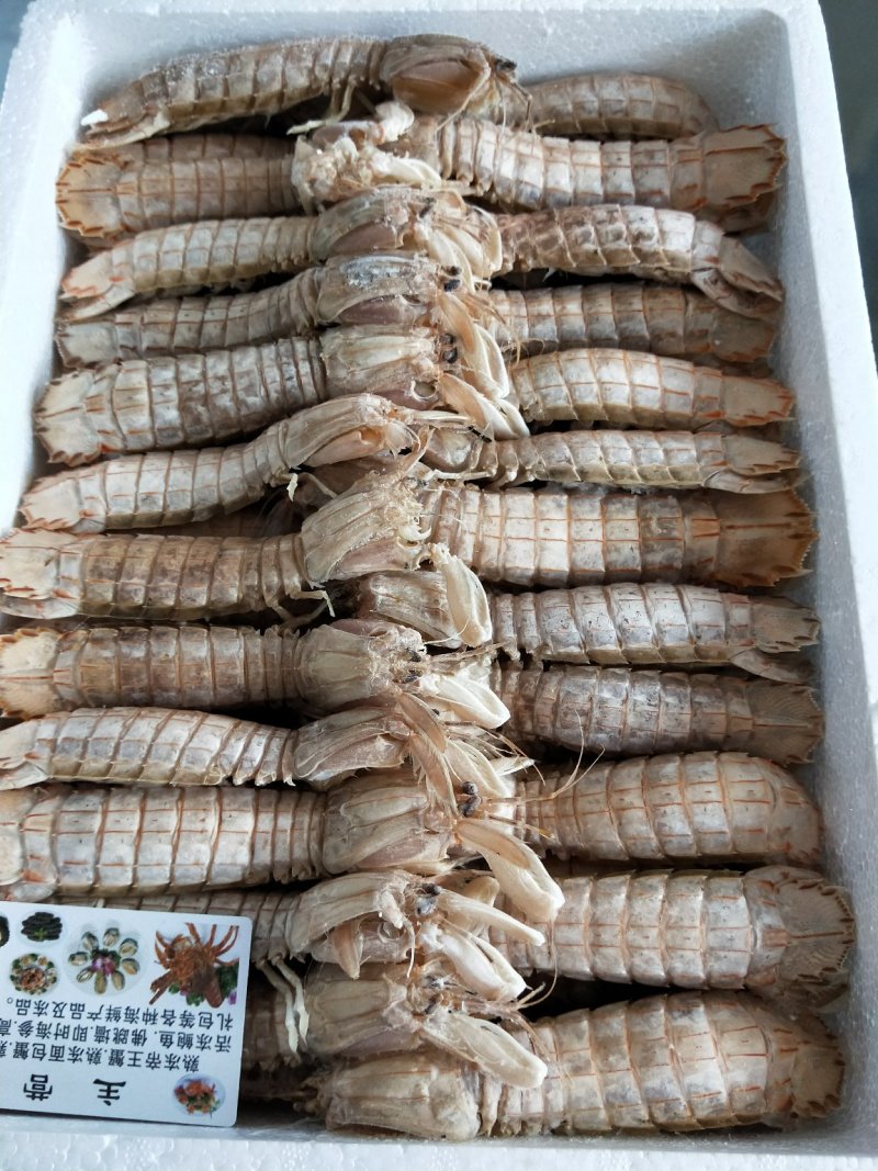 熟冻皮皮虾【肉质饱满】新鲜皮皮虾熟冻整箱全壳虾爬子4斤装