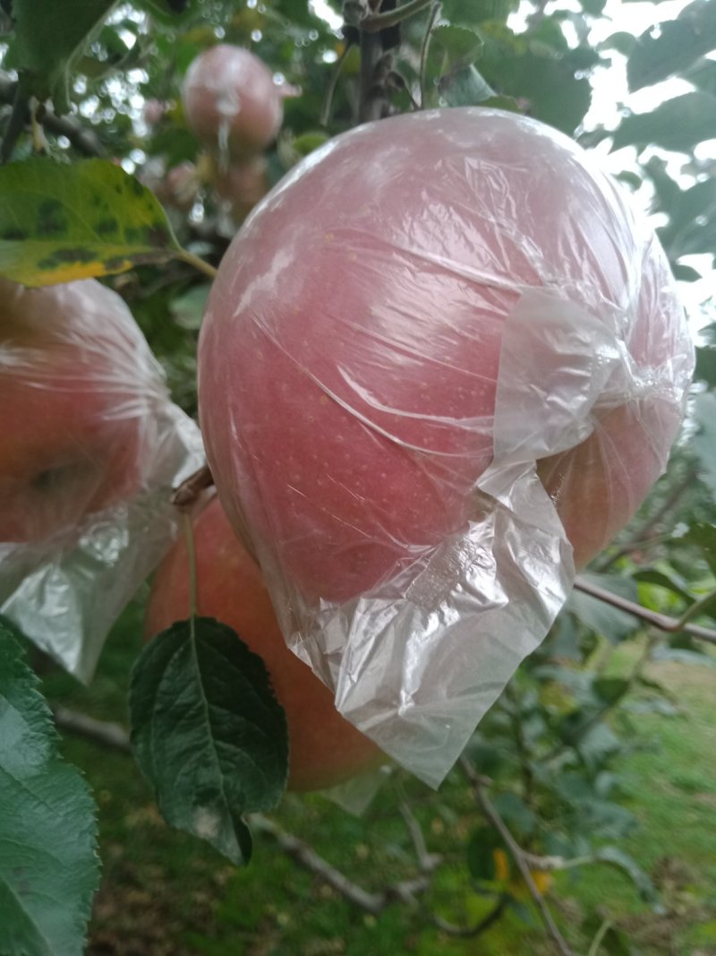 山西临汾红富士苹果