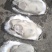 生蚝