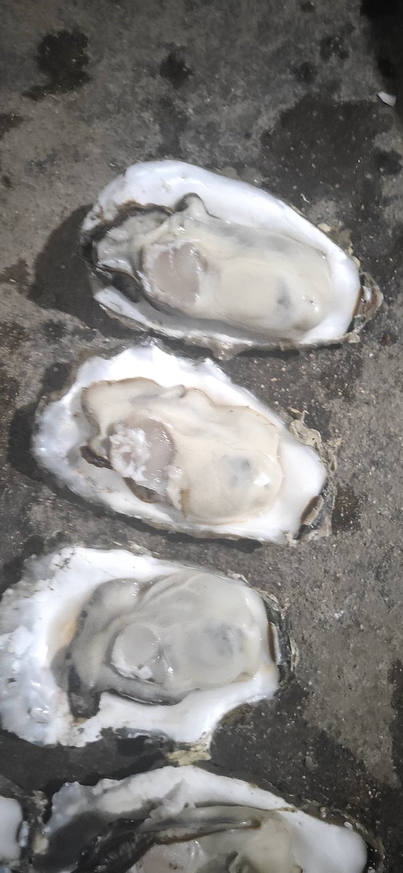 生蚝