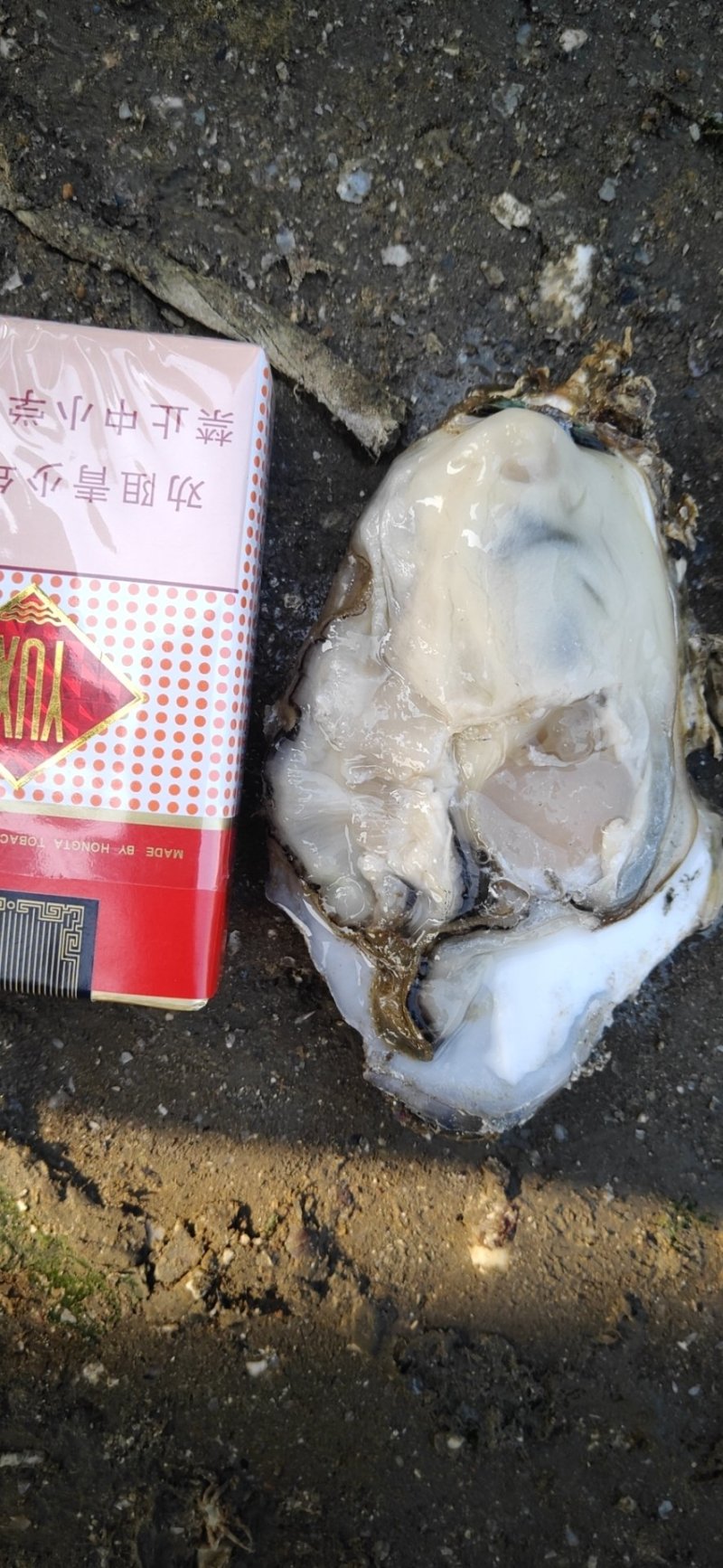 生蚝