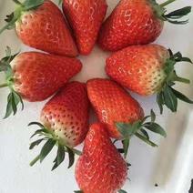 一件草莓苗山东泰安基地批发保真假一赔十