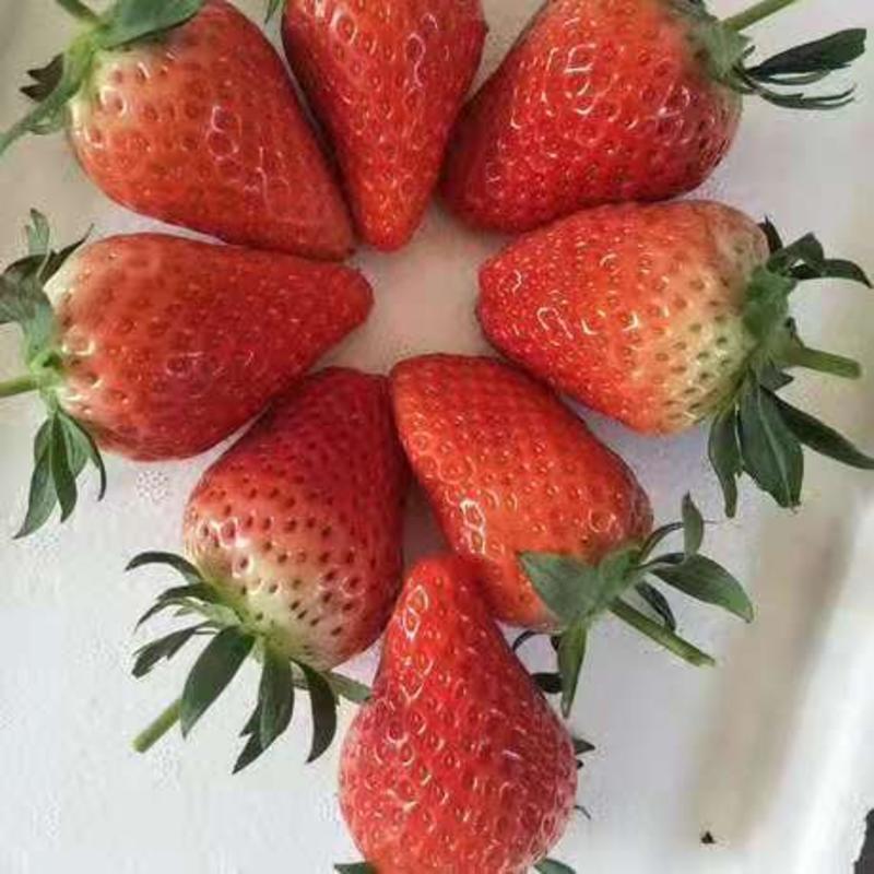 一件代发草莓苗包邮山东泰安基地批发保真假一赔十