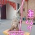 太行崖柏