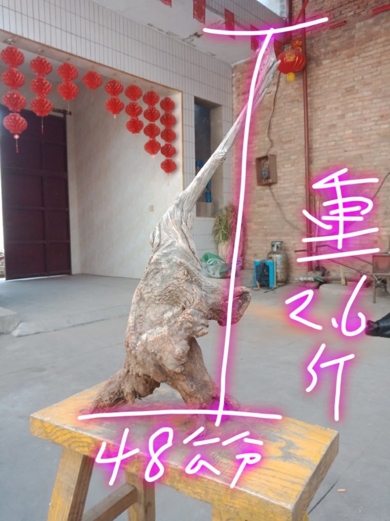 太行崖柏