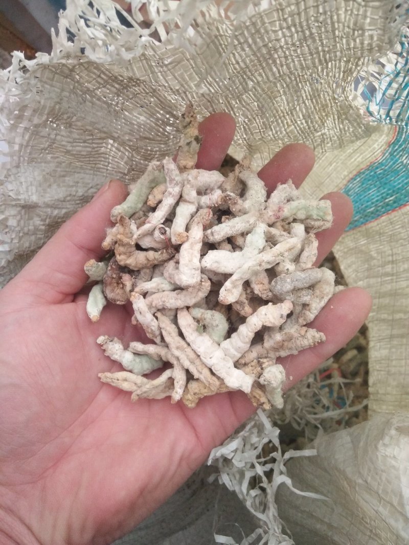 新货山东临沂产地僵蚕干净无杂质产地直销颜色白