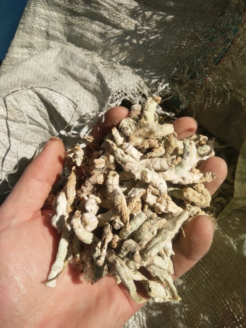 新货山东临沂产地僵蚕干净无杂质产地直销颜色白