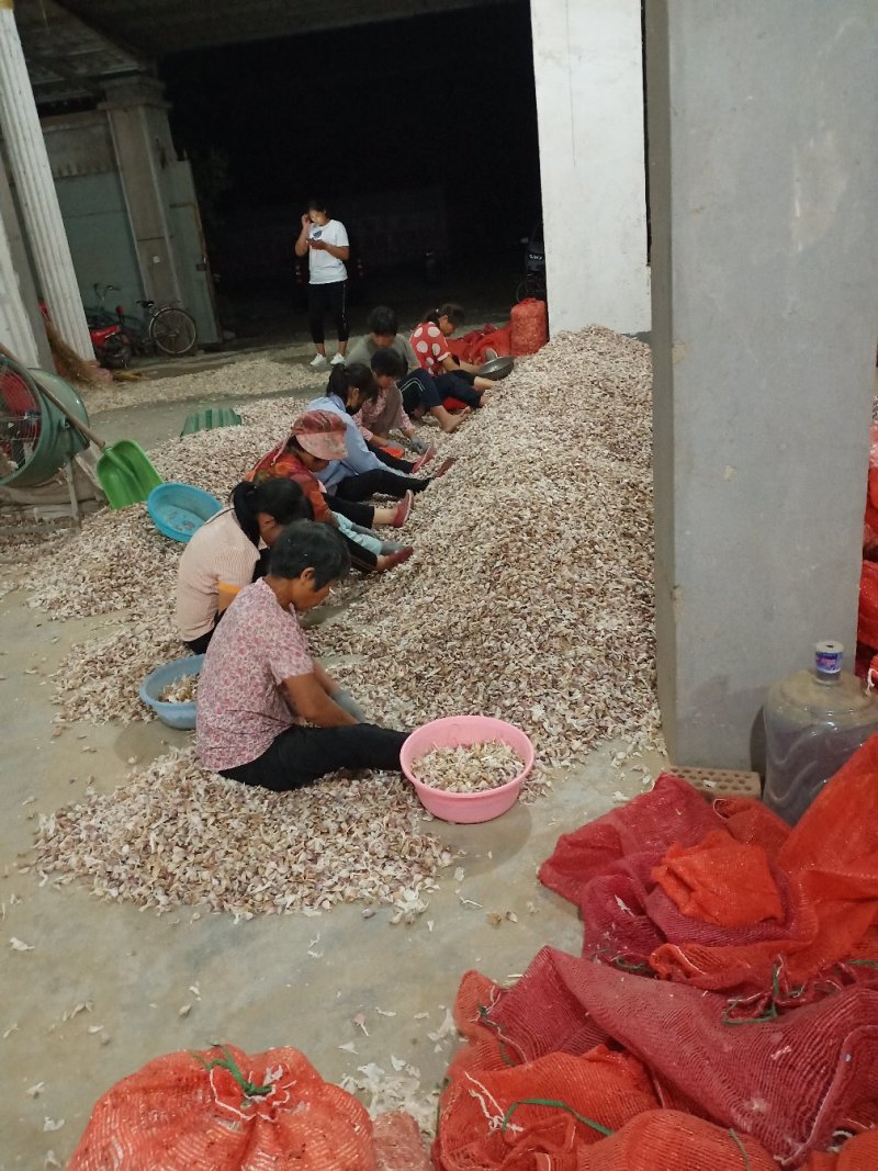 蒜苗种子寒蒜种子红根适合寒冷地区种，全国均可种植。