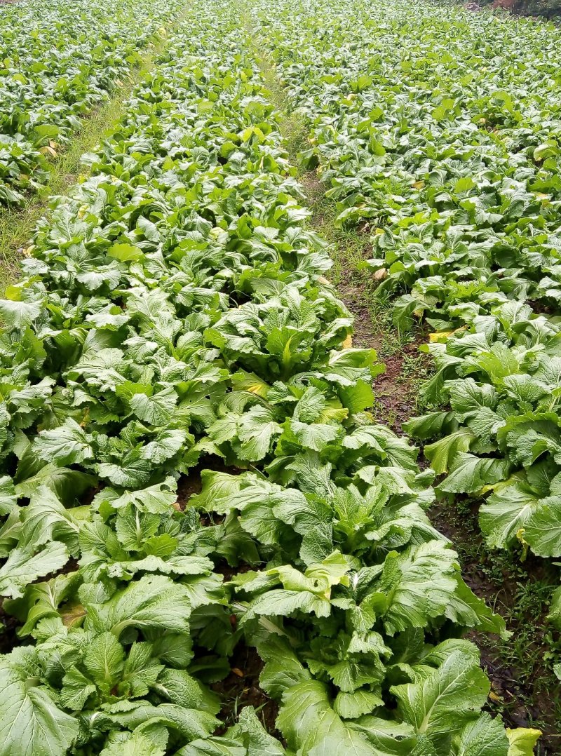 儿菜