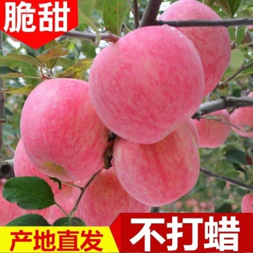 精品（冰糖心红富士）口感甜脆*质量保证*代存代发