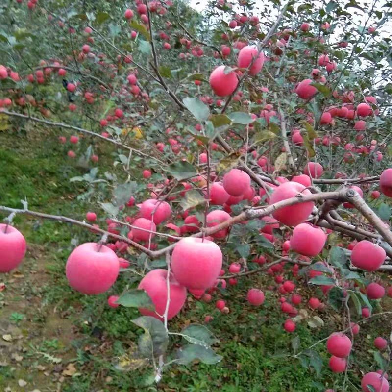 山东红星苹果大量上市*货源充足*质量保证*