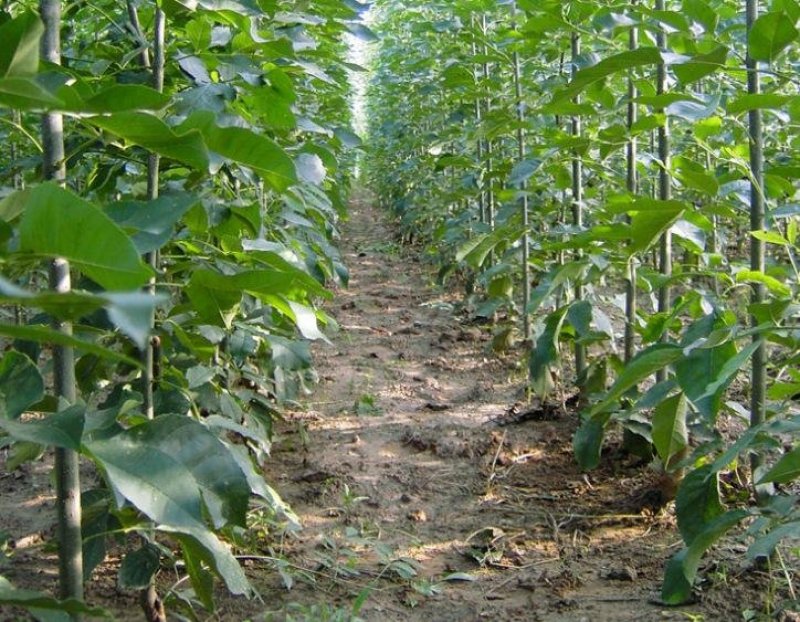 白蜡苗工程白蜡苗一到有10公分量大