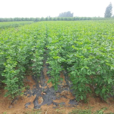白蜡苗工程白蜡苗一到有10公分量大