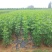 白蜡苗工程白蜡苗一到有10公分量大