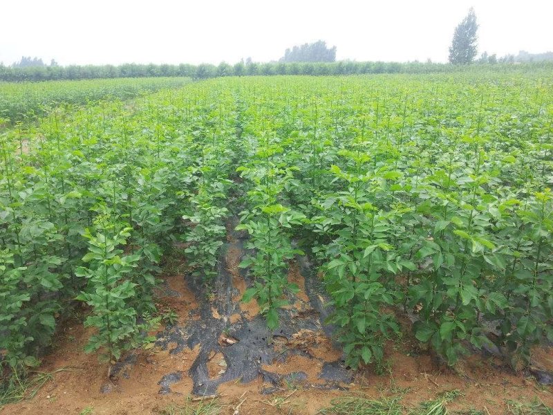白蜡苗工程白蜡苗一到有10公分量大