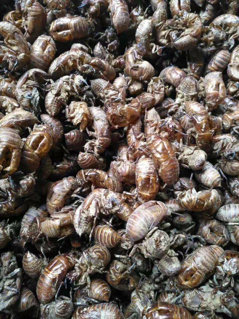 贵州本土野生禅蜕