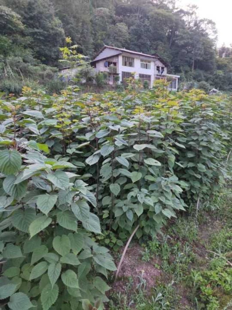 珙桐苗珙桐珙桐树珙桐一年苗一手货源自产自销