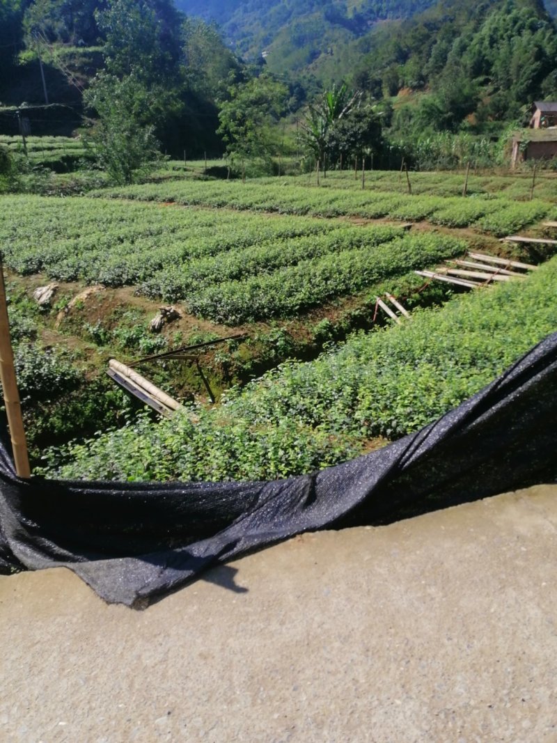 苦丁茶苗