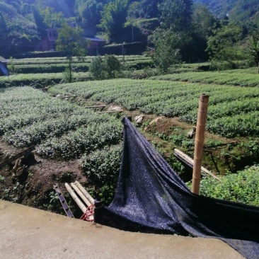 苦丁茶苗