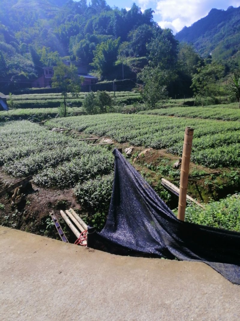 苦丁茶苗