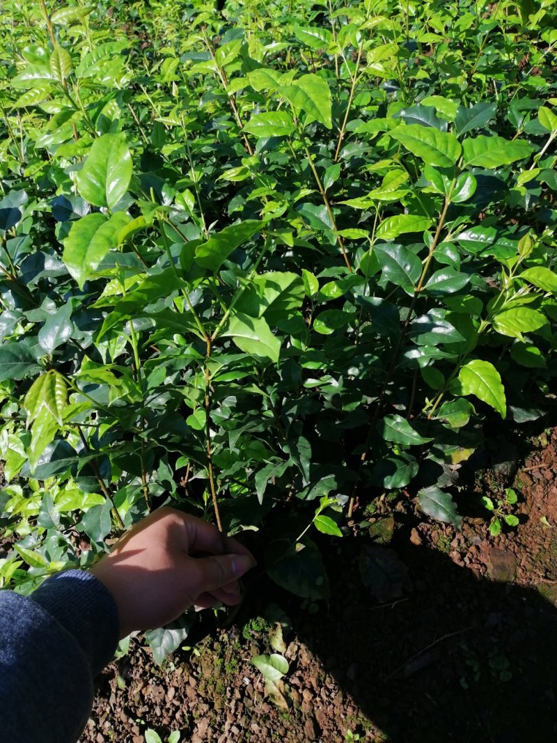 苦丁茶苗