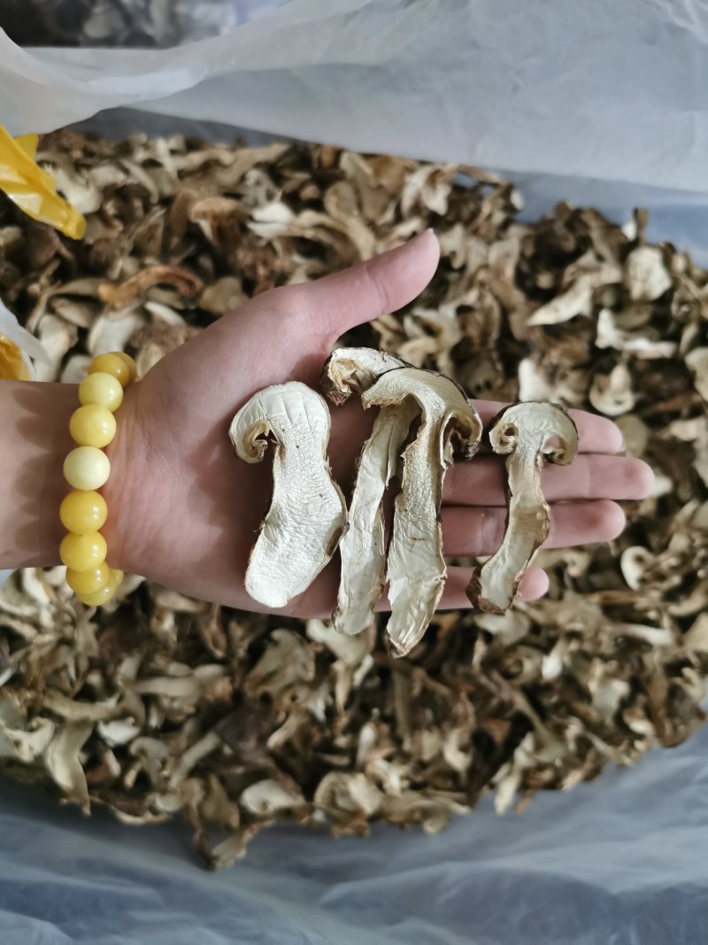 松茸