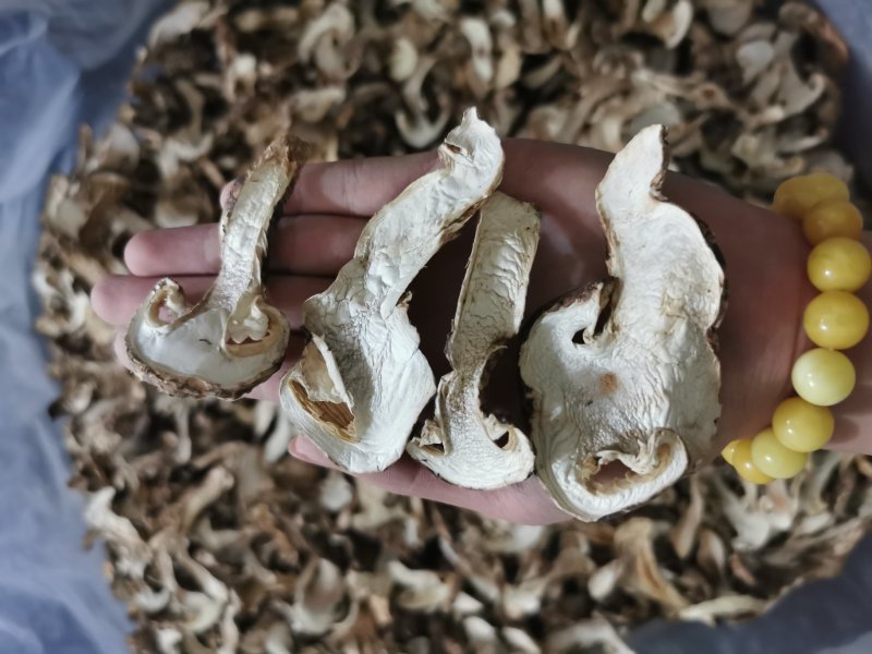 松茸
