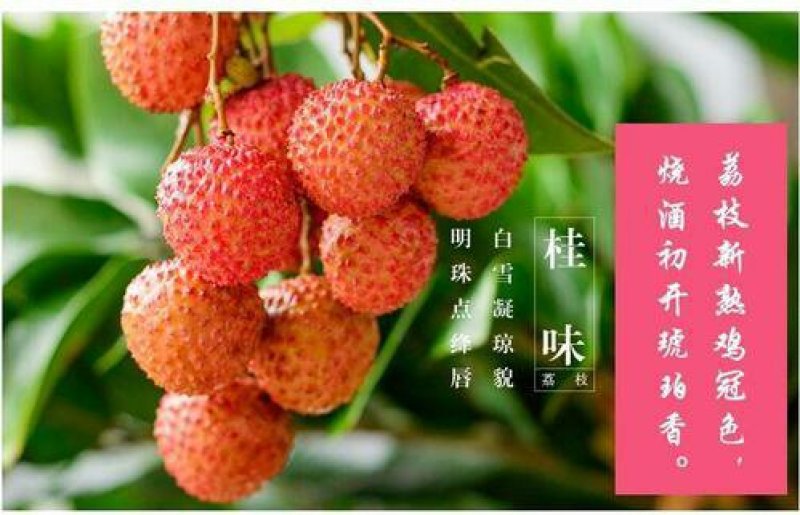 《木广垌桂味荔枝》，颜色鲜红，味道清甜，桂花香。