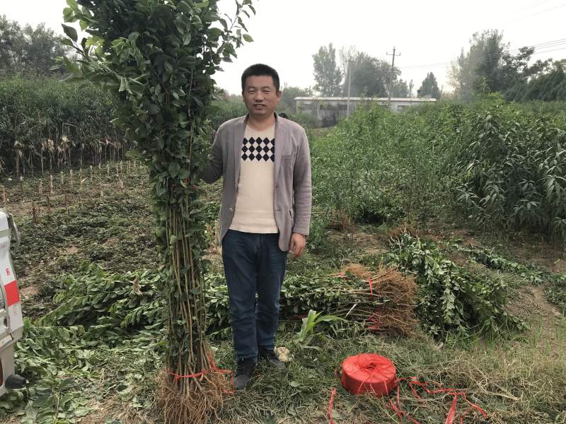 国峰七号李子树苗地径1cm高：1.5cm成活率高基地**