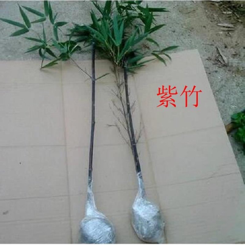 紫竹苗金镶玉竹紫竹庭院种植四季常青地栽绿化植物黄金竹毛竹