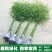 紫竹苗金镶玉竹紫竹庭院种植四季常青地栽绿化植物黄金竹毛竹