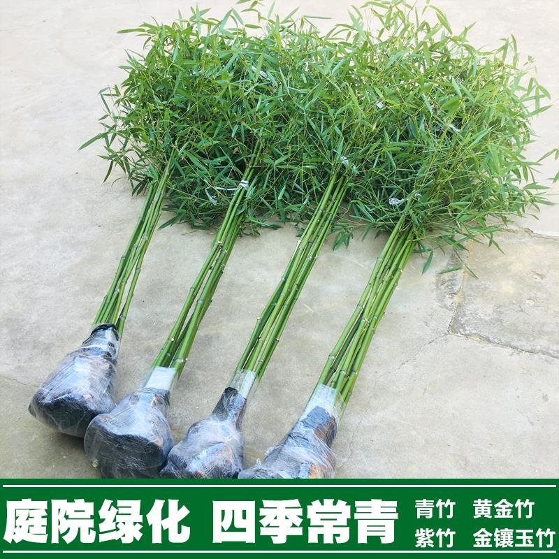 紫竹苗金镶玉竹紫竹庭院种植四季常青地栽绿化植物黄金竹毛竹