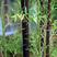 紫竹苗金镶玉竹紫竹庭院种植四季常青地栽绿化植物黄金竹毛竹