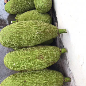 海南黄肉菠萝蜜