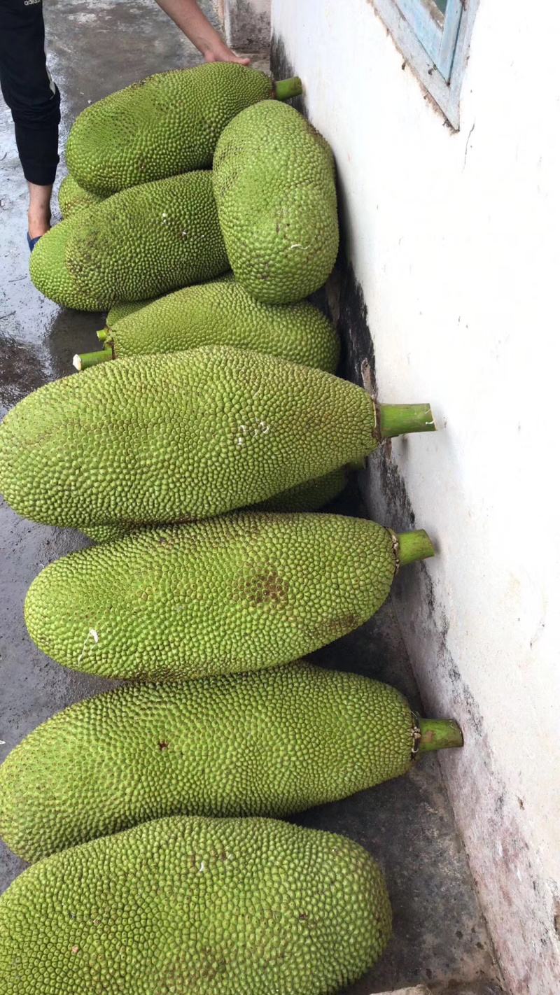 海南黄肉菠萝蜜