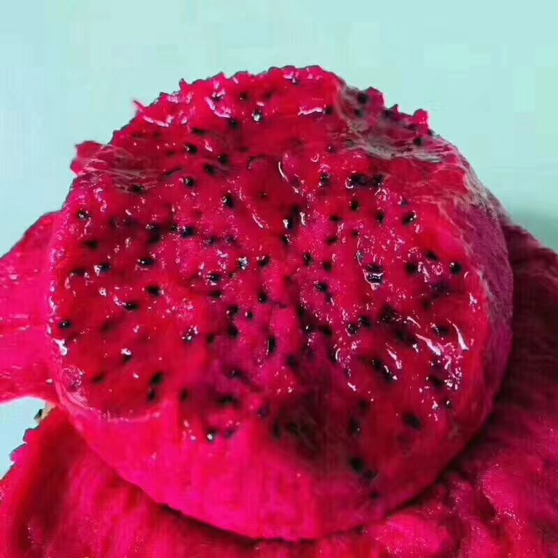 海南红心火龙果