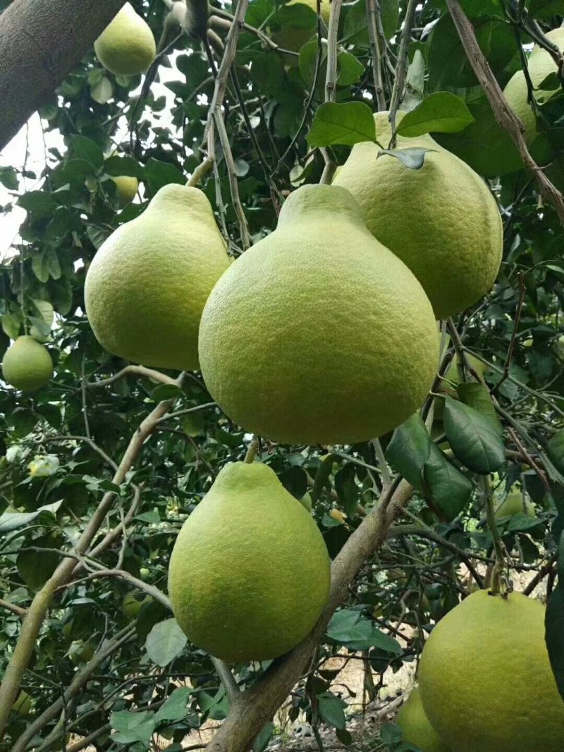 阳朔老树沙田抽