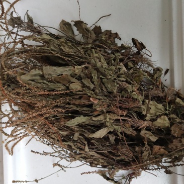 车前草干货
